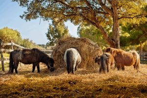 How Much Hay Should a Horse Eat Daily