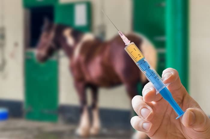 How Much Penicillin Should You Give a Horse?