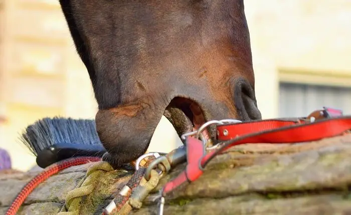 What is Cribbing in Horses?