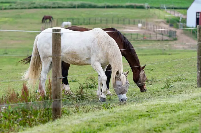 Best Electric Fence For Horses: A Note About Electrical Fencing