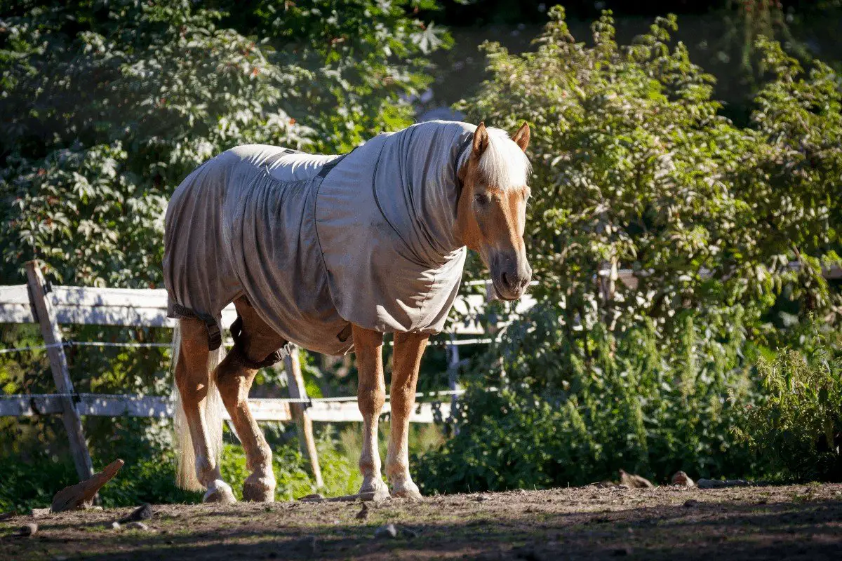 Turtleneck Horse Blankets