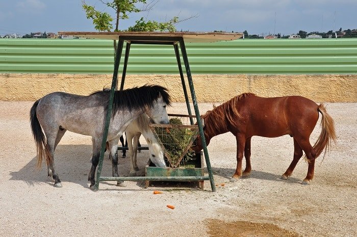 Slow Feeders for Horses - Prerequisites to Using a Slow Feeder