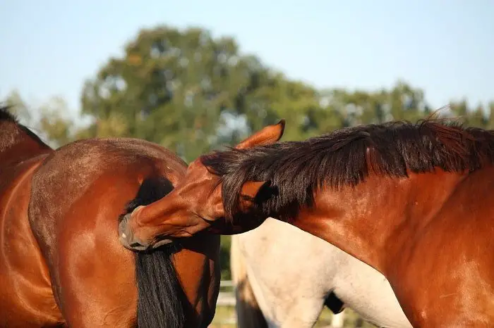 Understanding Why a Horse is Biting