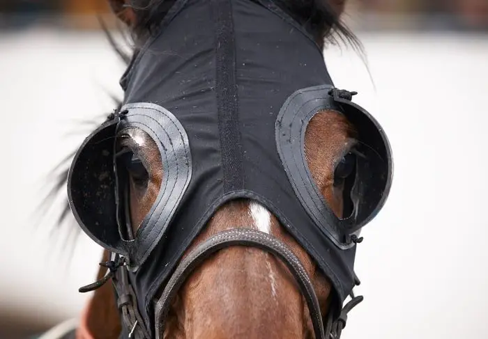 Horse Blinkers or Horse Blinders