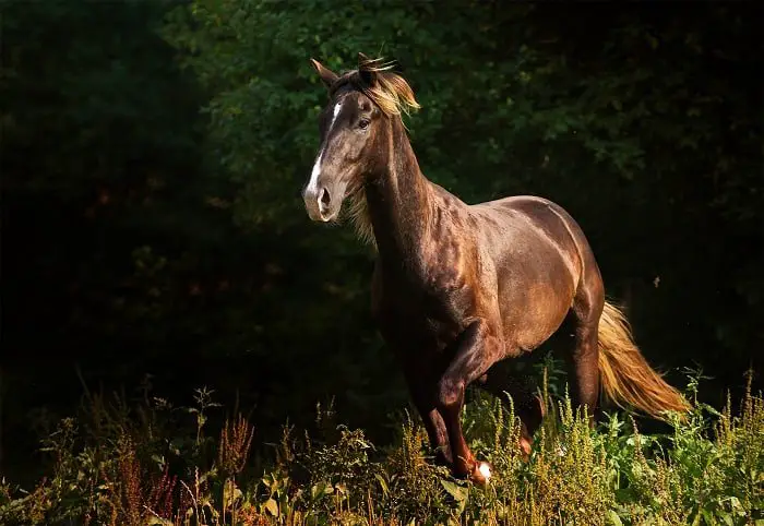 Kentucky Mountain Horse V. Rocky Mountain Horse