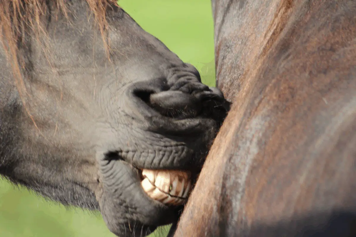 Ageing a Horse by its Teeth