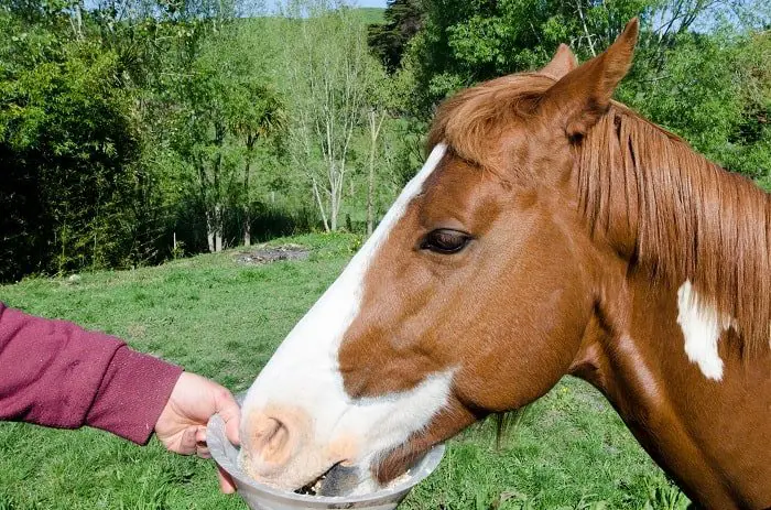 Can Horses Get Diabetes: Insulin Resistance in Horses