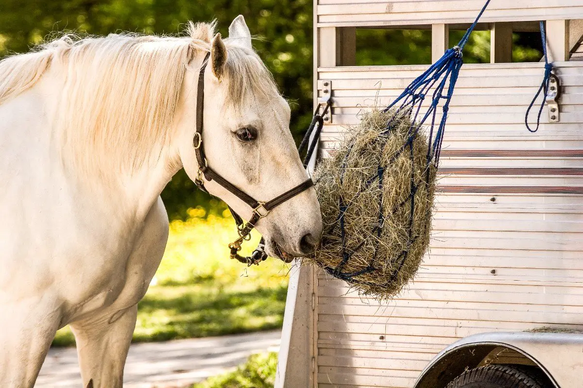 Chopped Hay for Senior Horses