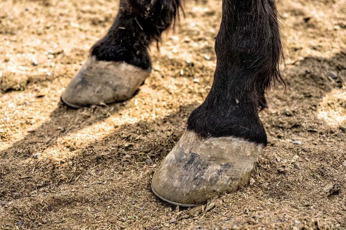 can a horse with navicular be ridden