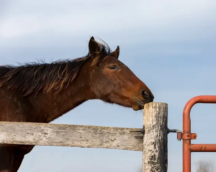 Horse Chewing Wood: Why Do Horses Crib?