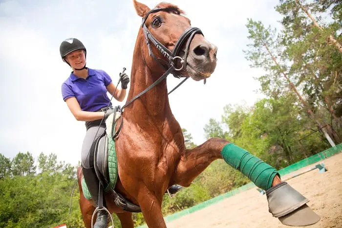When is the Best Time to Train a Horse: Saddling (2-4 years)