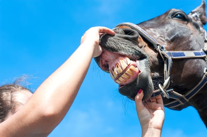 Aging a Horse by Teeth: Cups in Teeth
