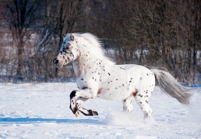 Appaloosa pony breed running free