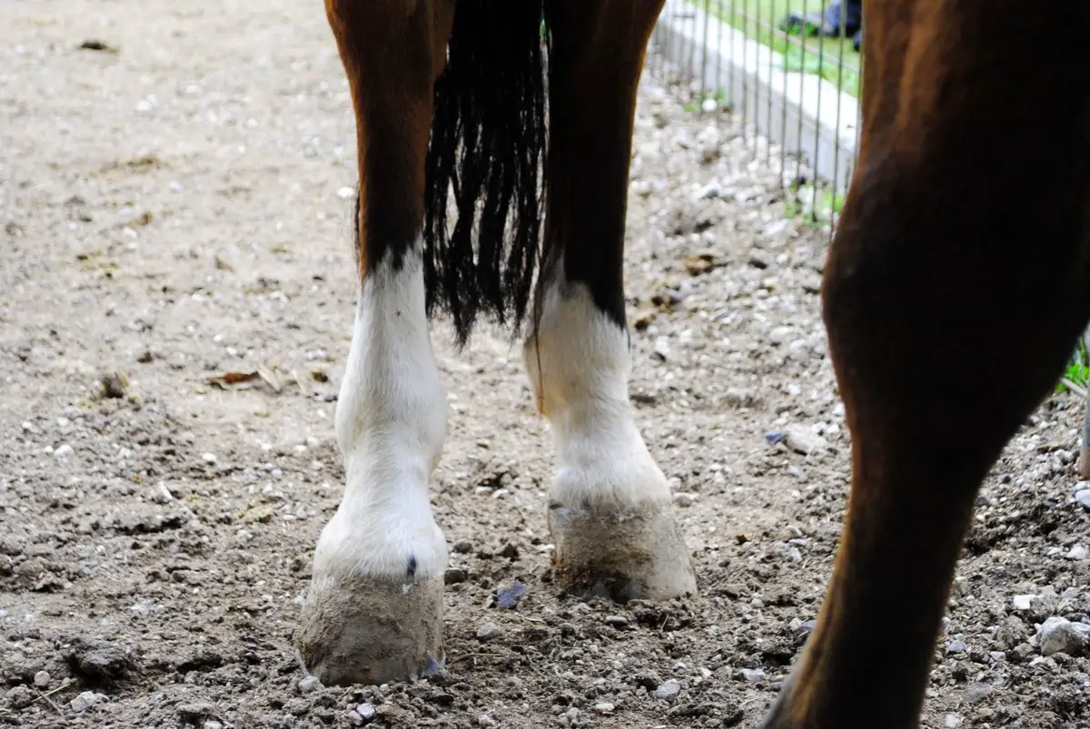 Best Hoof Supplements for Cracked Hooves