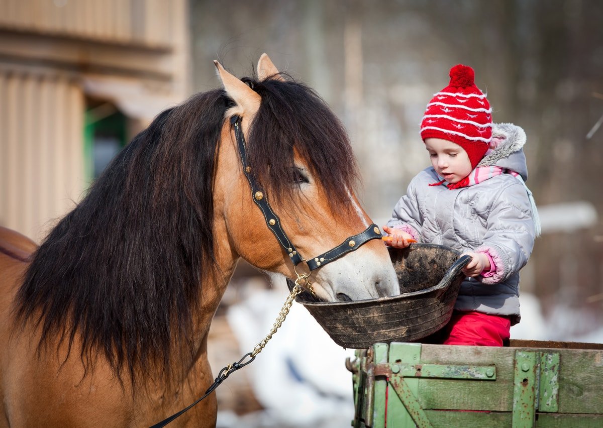 Everything About Sweet Feed for Horses