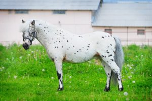 Pony Of The Americas Breed Information