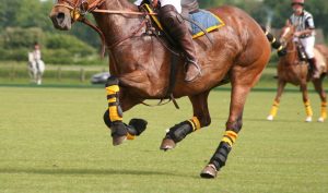 Best Fly Boots For Horses- Review