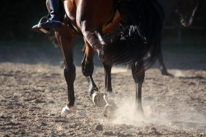 Tying-Up In Horses- Everything You Need To Know