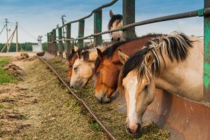 Types of Hay for Horses