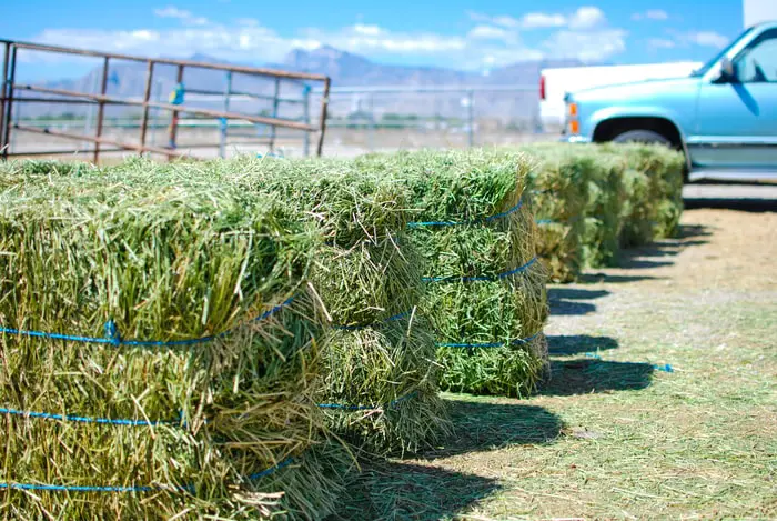 Types of Hay for Horses - Alfalfa