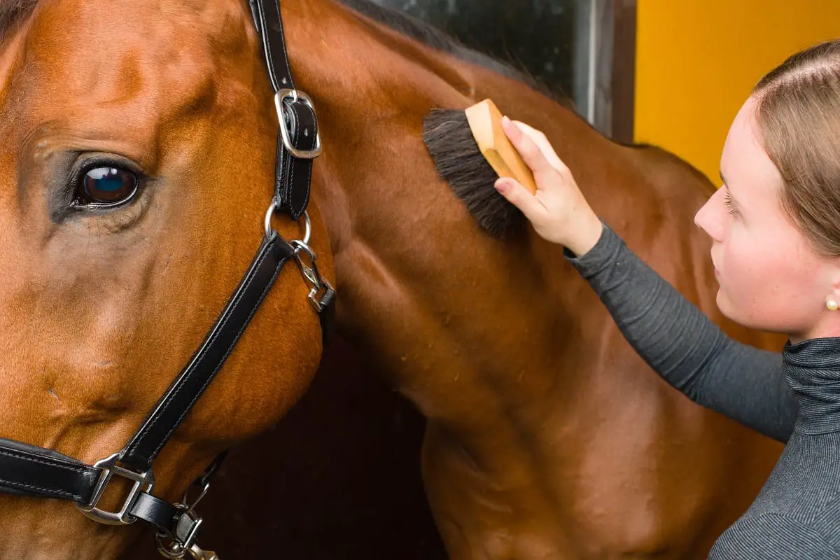 Best Horse Grooming Kit For An Effective Grooming