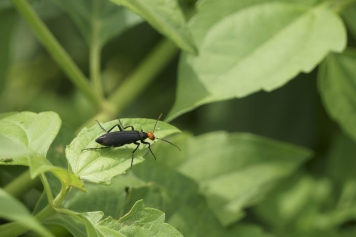 Blister Beetles in Alfalfa