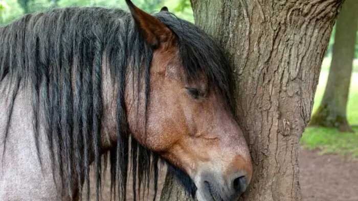 horse euthanasia gone wrong