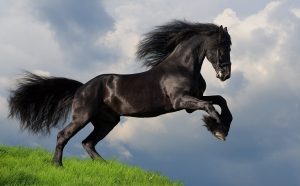 How to Treat Hair Loss in Horses