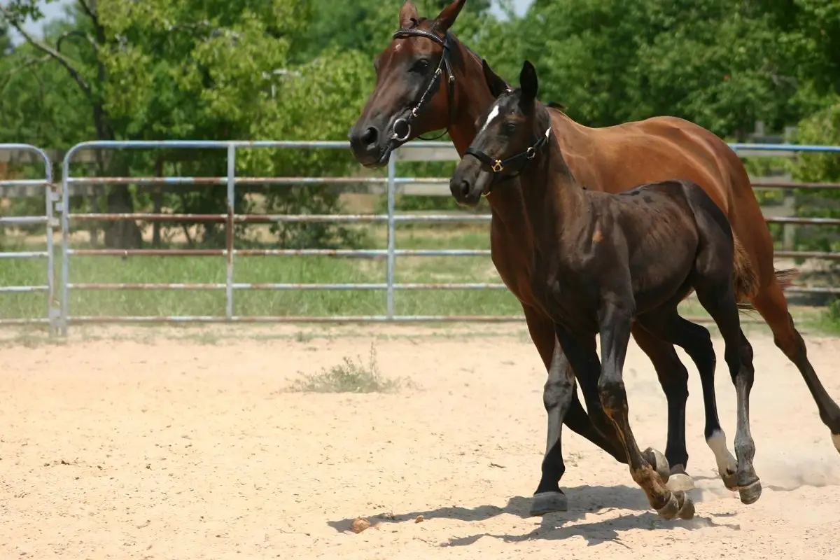 My Mare Foaled - How Soon Can You Get Back in the Saddle