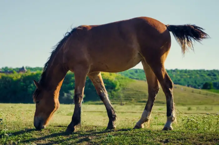 Treating Dermatophilosis in Horses