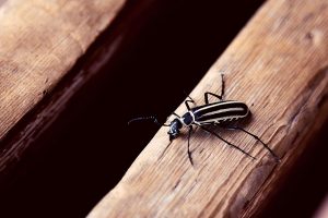 What Do Blister Beetles Do To Horses - What You Need to Know