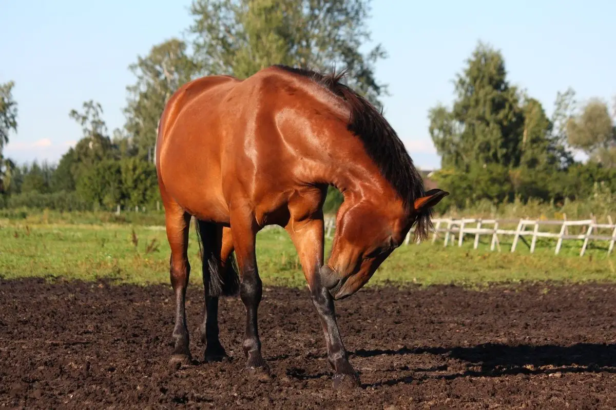 What Is The Best Treatment For Scratches In Horses