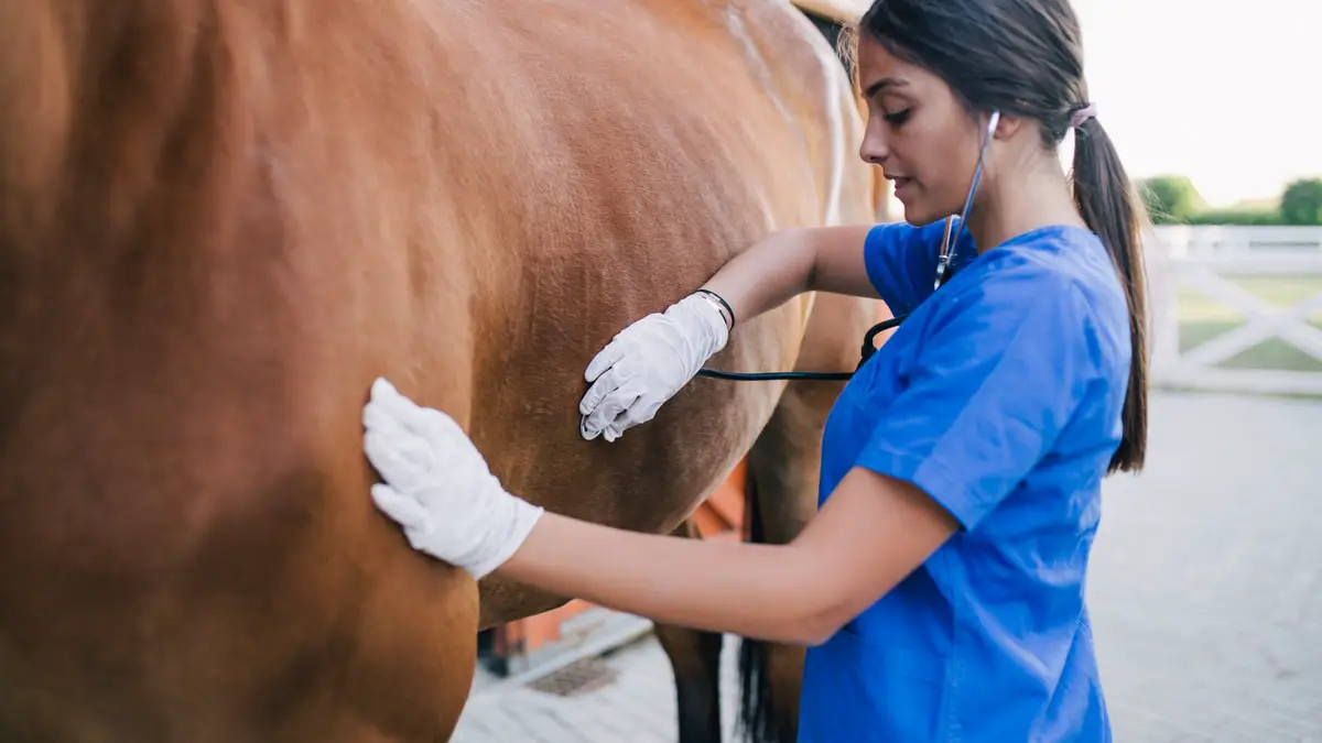 What is The Normal Horse’s Respiratory Rate