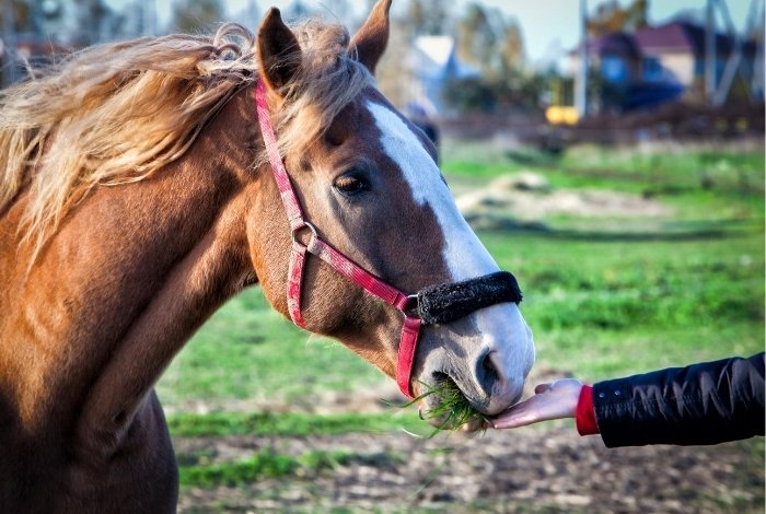 Best Treatment for Ulcers in Horses: Prevention