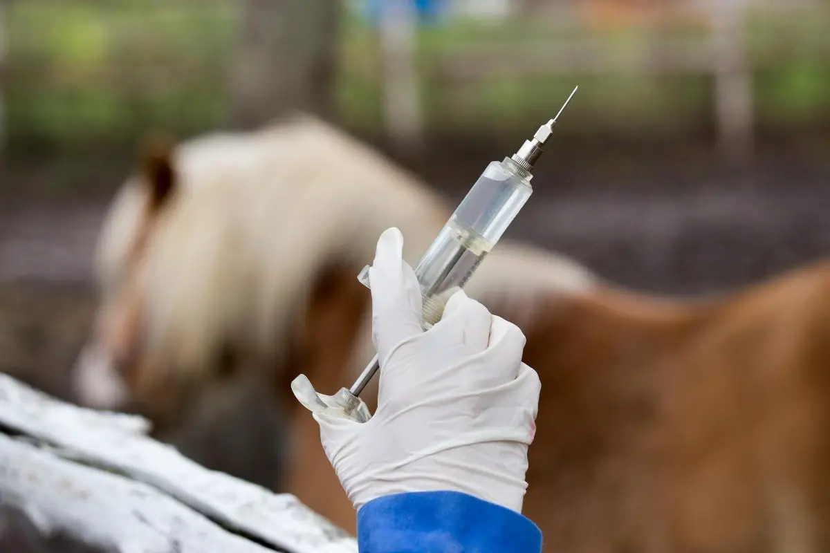 Horse Vaccination Schedule- What Vaccines Do Horses Need