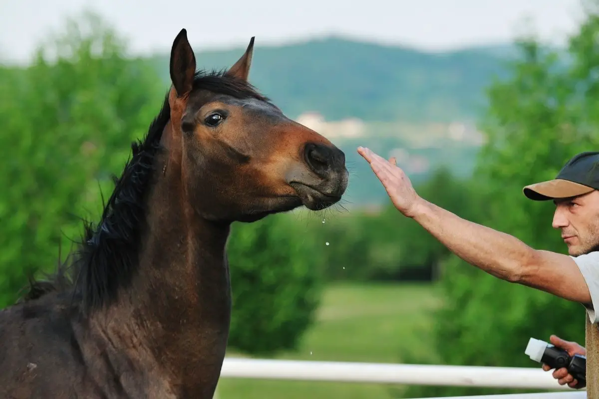 Signs Of Neurological Problems In Horses
