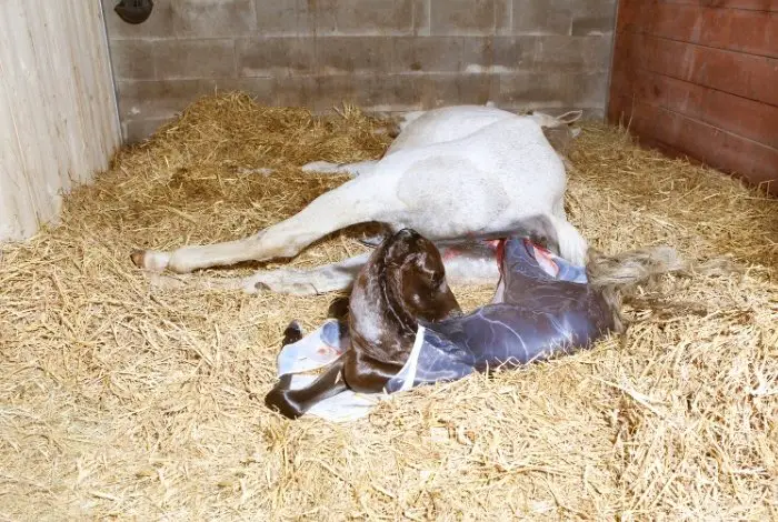 Stages of Foaling - Stage 2