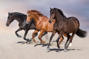The Fastest Horse Breed & What Makes them Fast