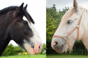 The Shire Horse vs Clydesdales- Similarities & Differences