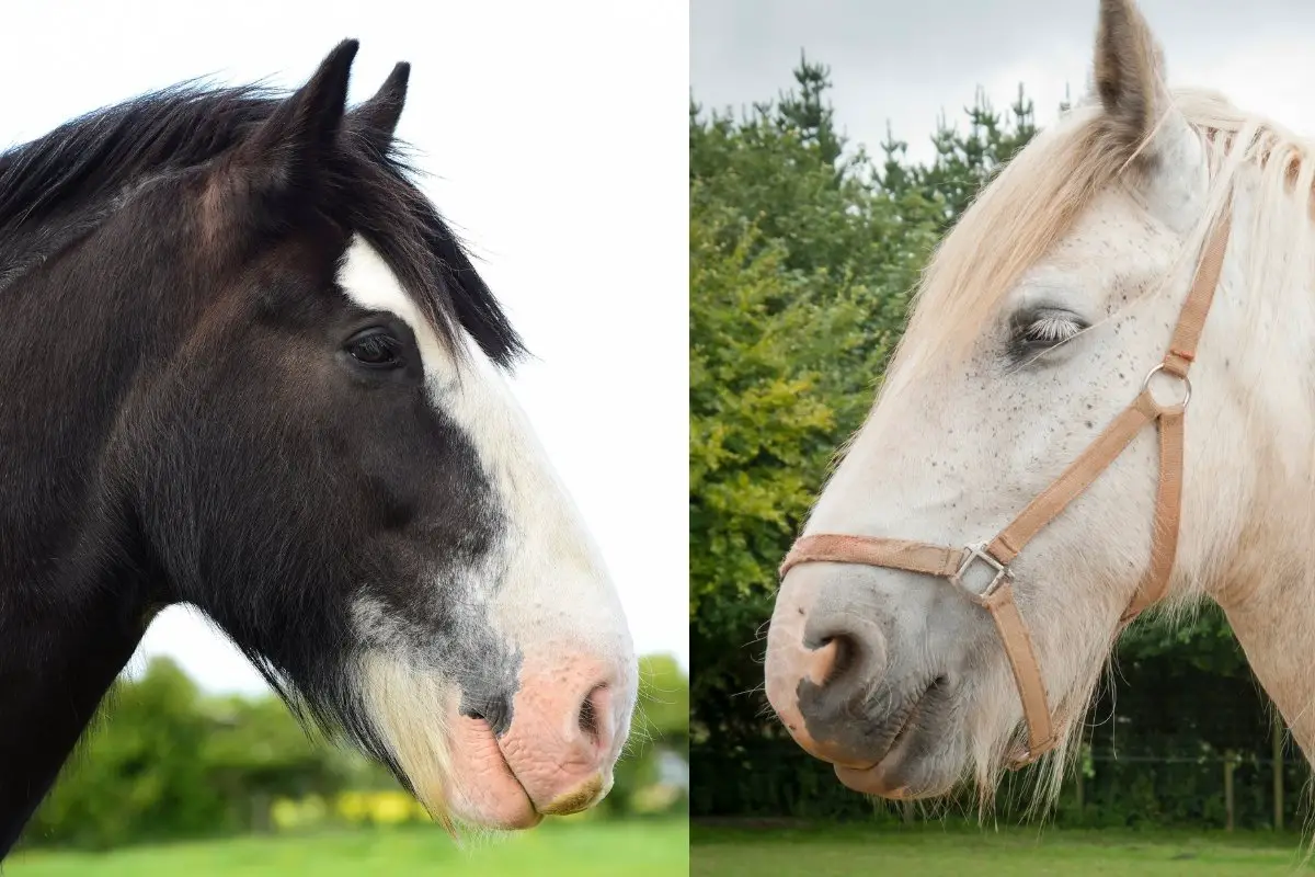 The Shire Horse vs Clydesdales- Similarities & Differences