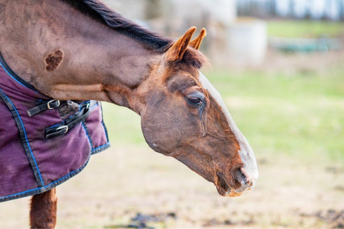What Is a Sarcoid On a Horse - The Unique Equine Tumor