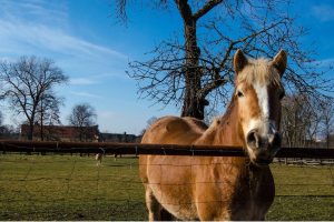 The Best Round Pen Size for Horses