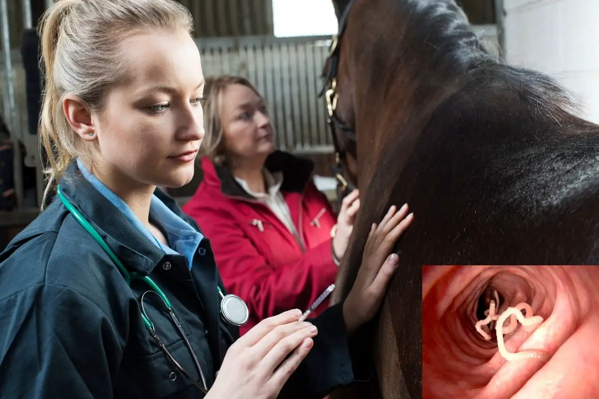 What Are Tapeworms in Horses - Symptoms & Treatment