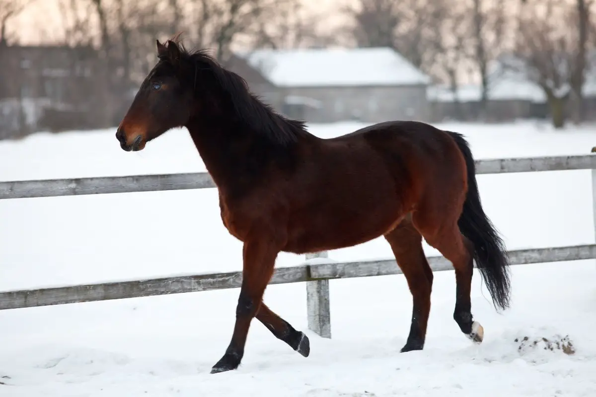 Do Horses Get Cold In The Winter?