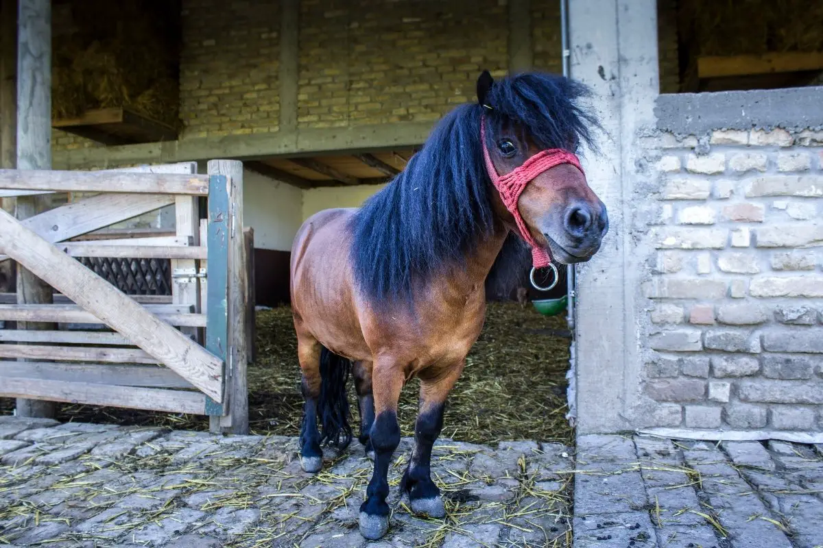 How Much Space Does a Miniature Horse Need