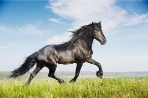 What Is The Best Calming Supplement for Horses