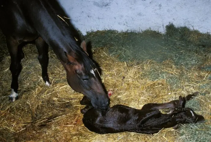What Time of Day Do Horses Give Birth - Foaling