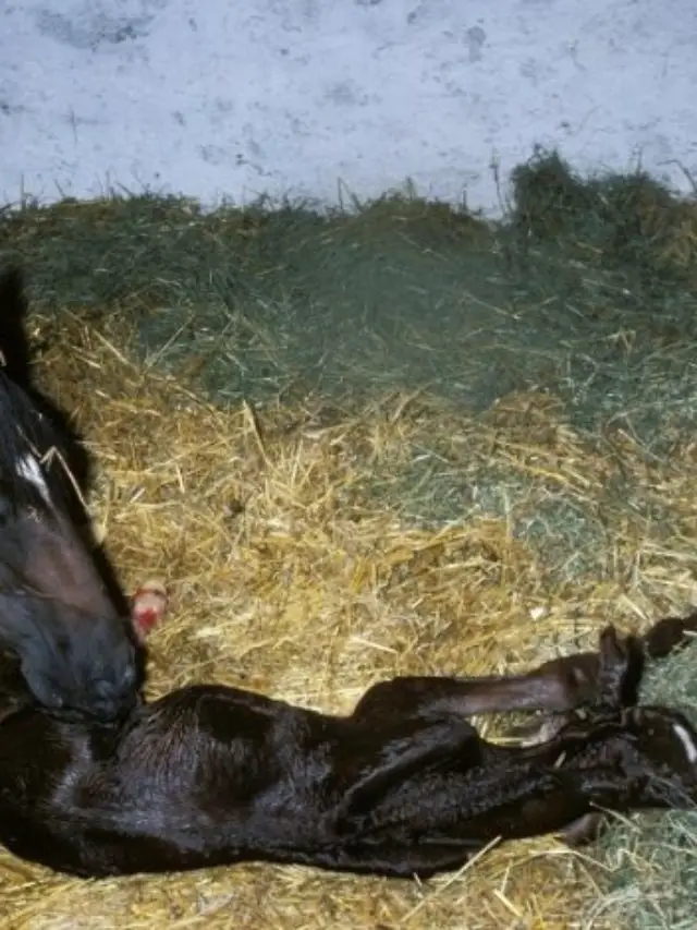 3 Stages of Foaling in Horses- How To Know When Is Foaling Time