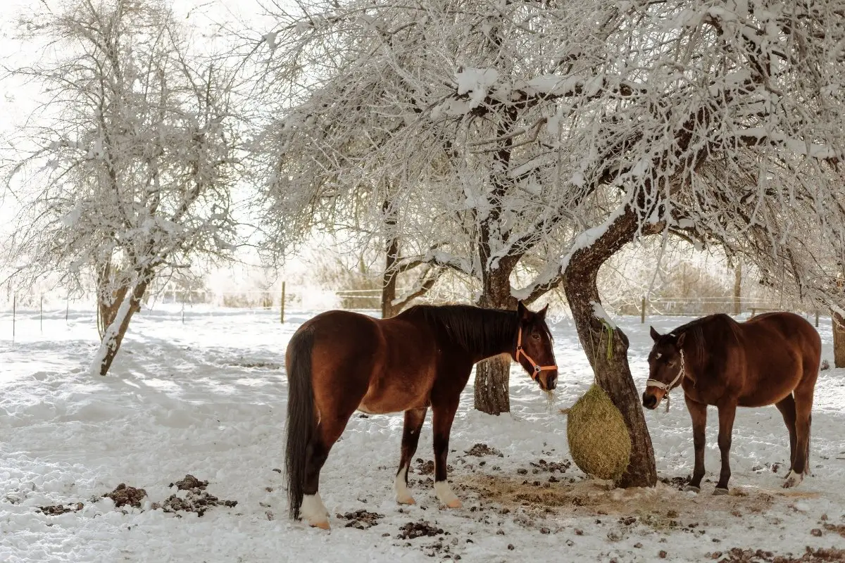 How Much Hay To Feed A Horse In Winter