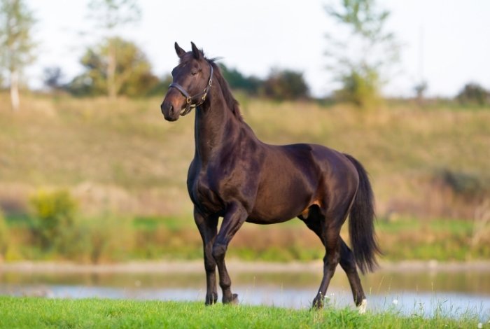 Three-Year-Old Horse